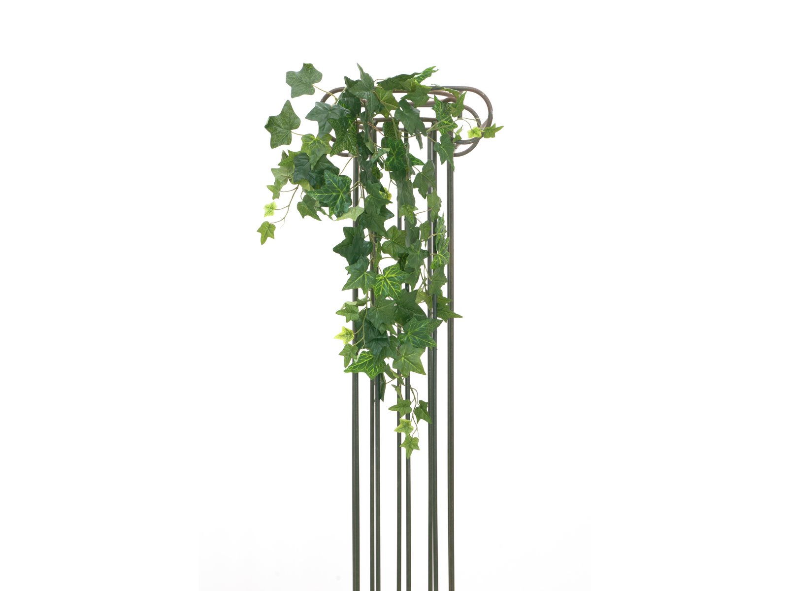 Popínavý Břečťan 100 listů, 90cm