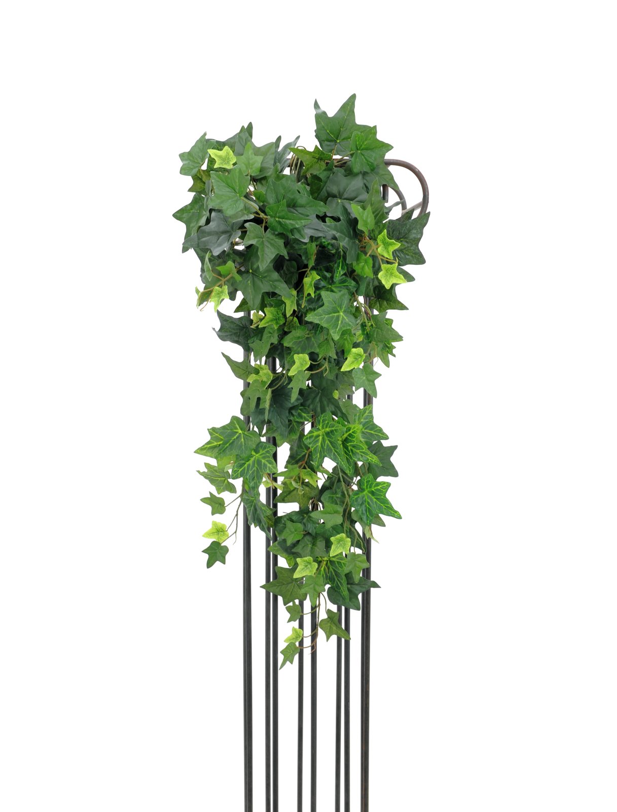 Popínavý Břečťan maxi 249 listů, 90cm