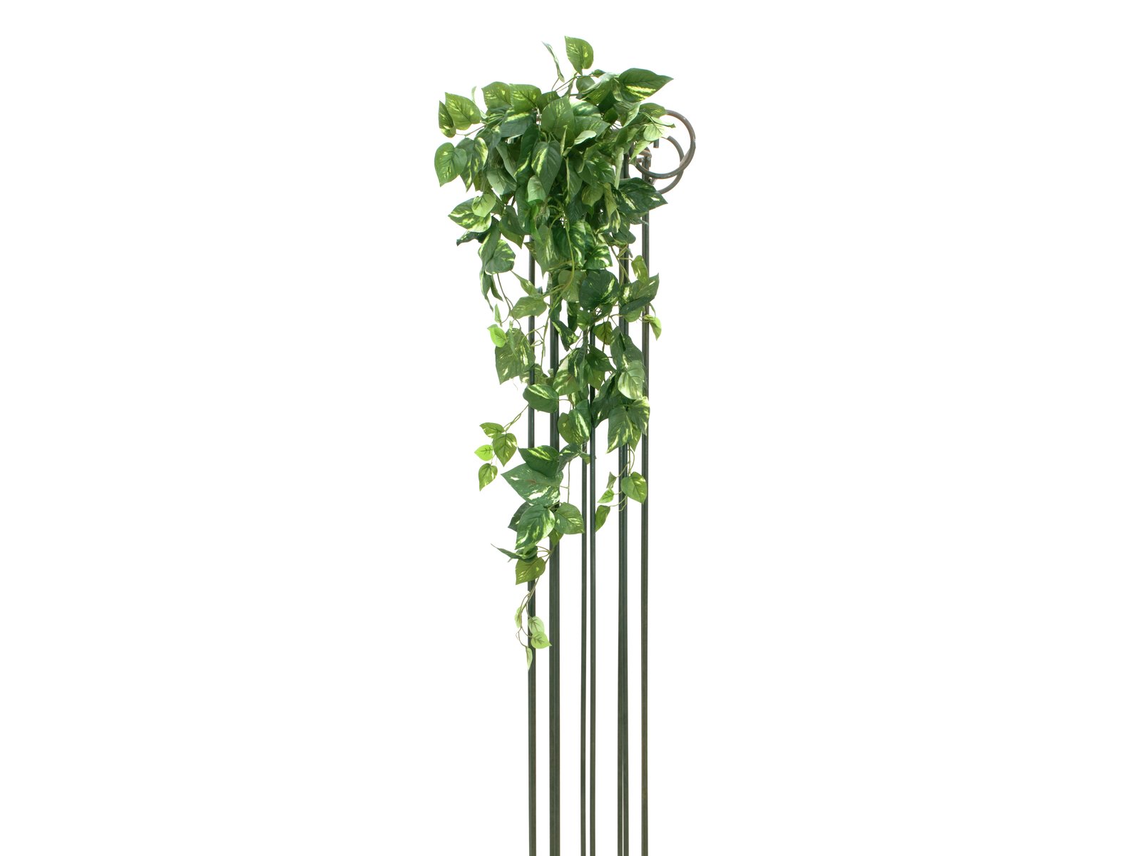 Popínavý Pothos maxi 249 listů, 90cm