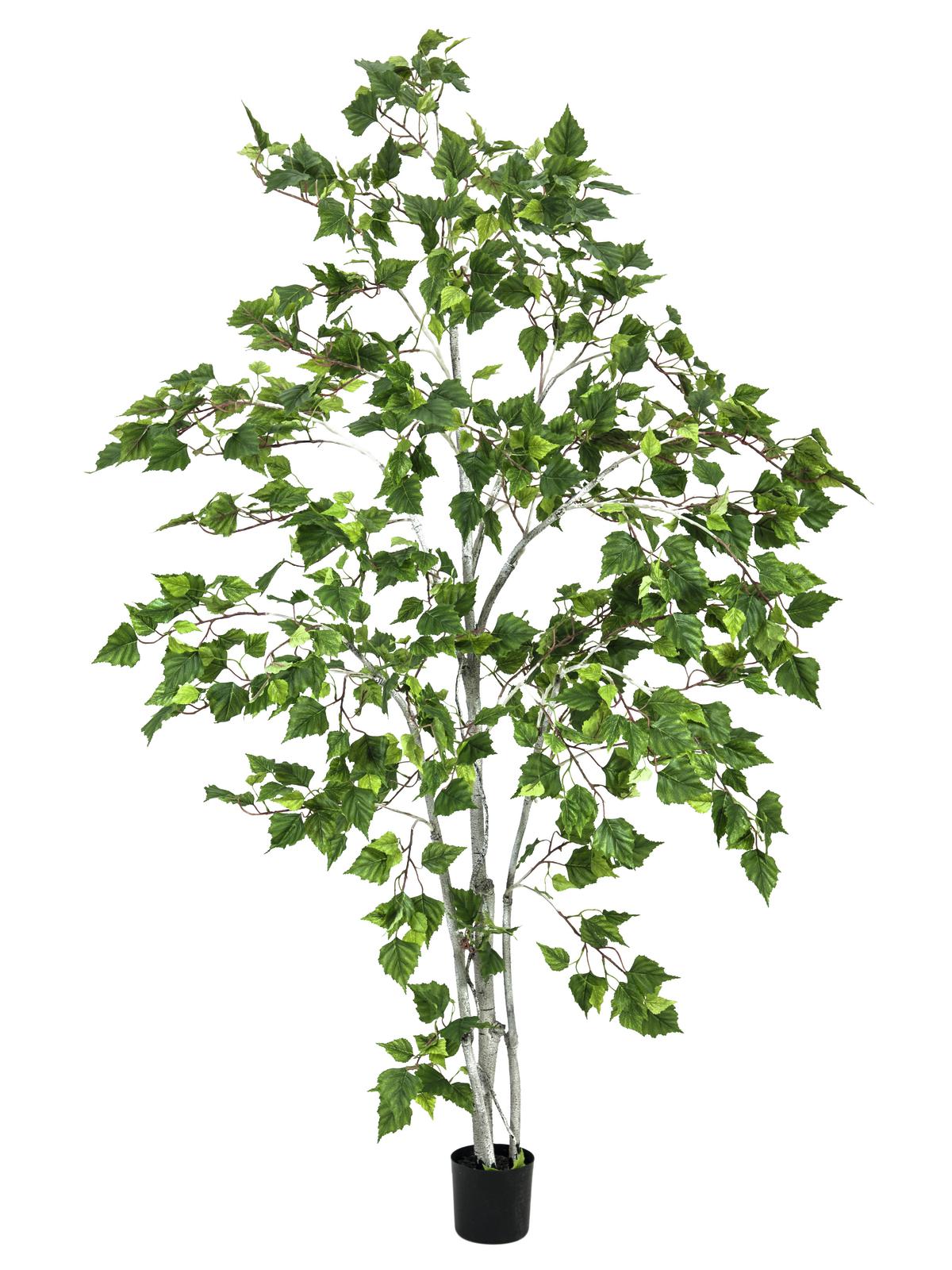 Bříza, 180cm