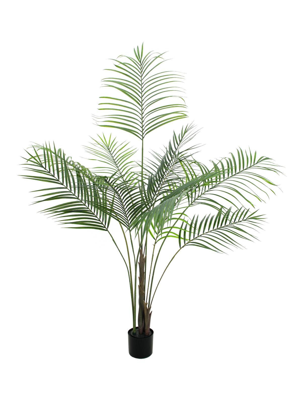Areca palma s velkými listy, 185cm