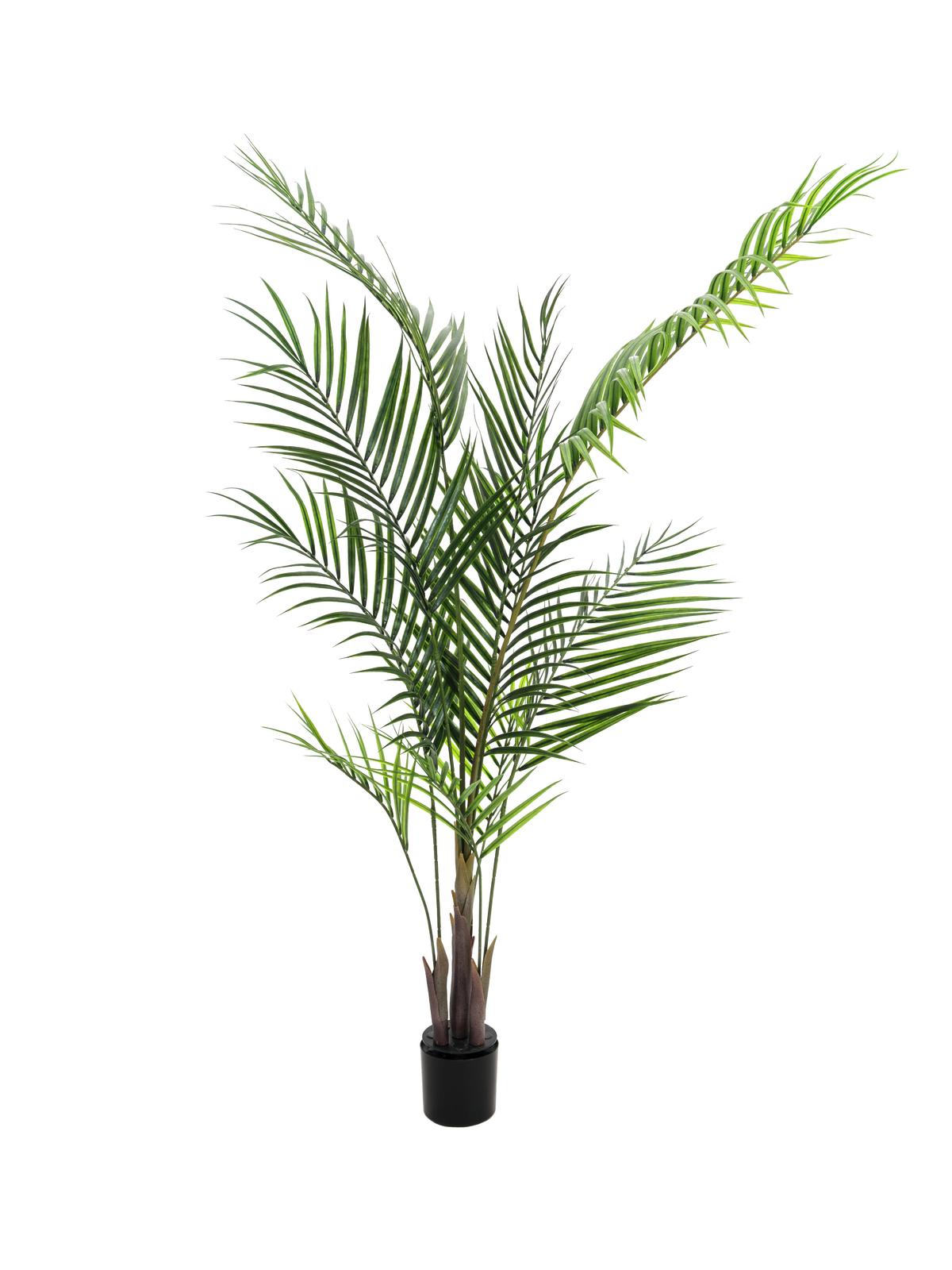Areca palma s velkými listy, 165cm