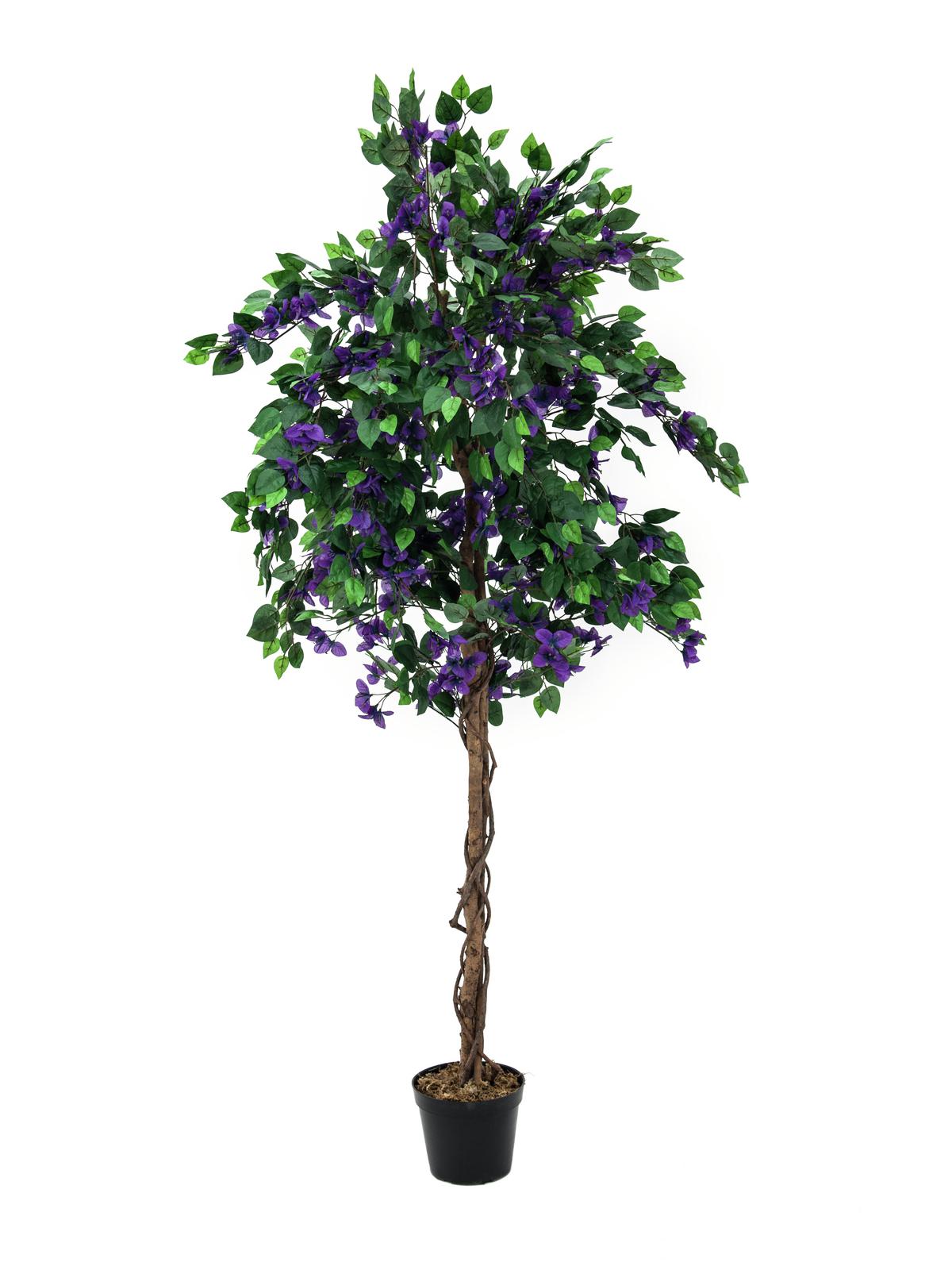 Bougainvillea strom - přírodní kmen, fialová, 180cm