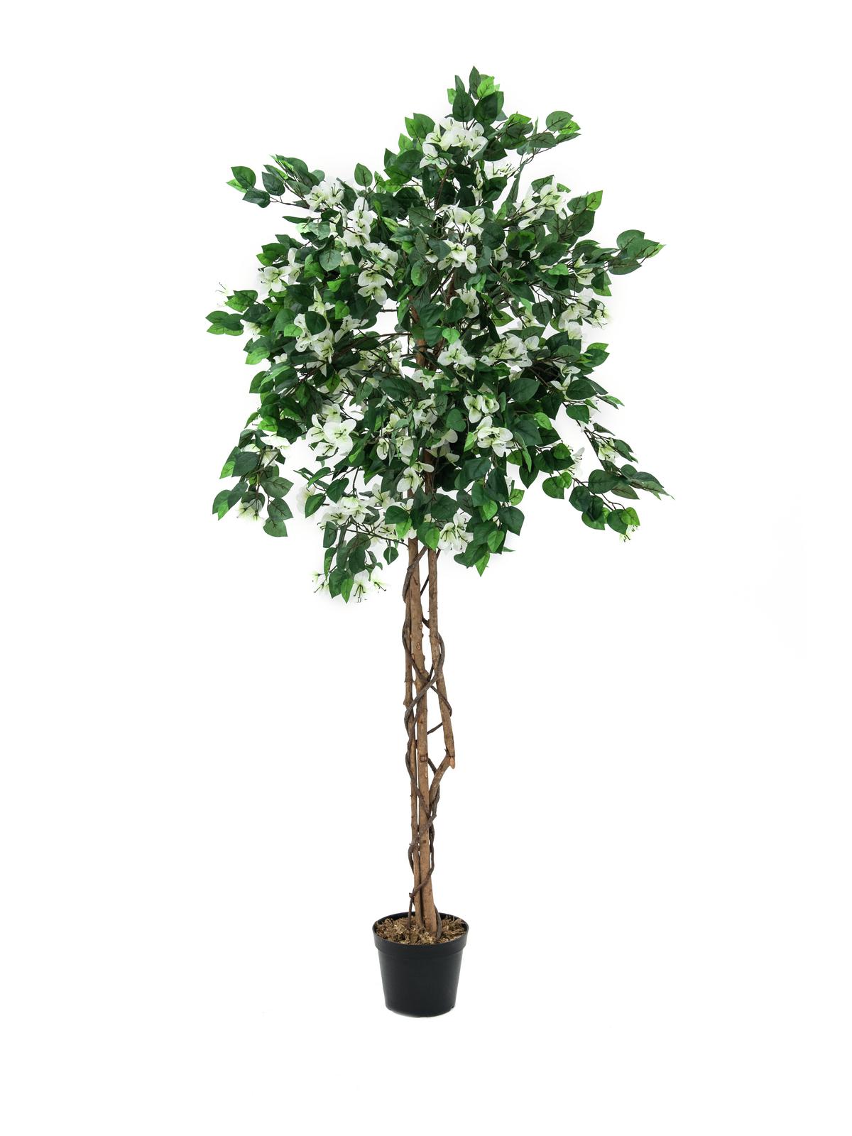Bougainvillea strom - přírodní kmen, bílá, 180cm