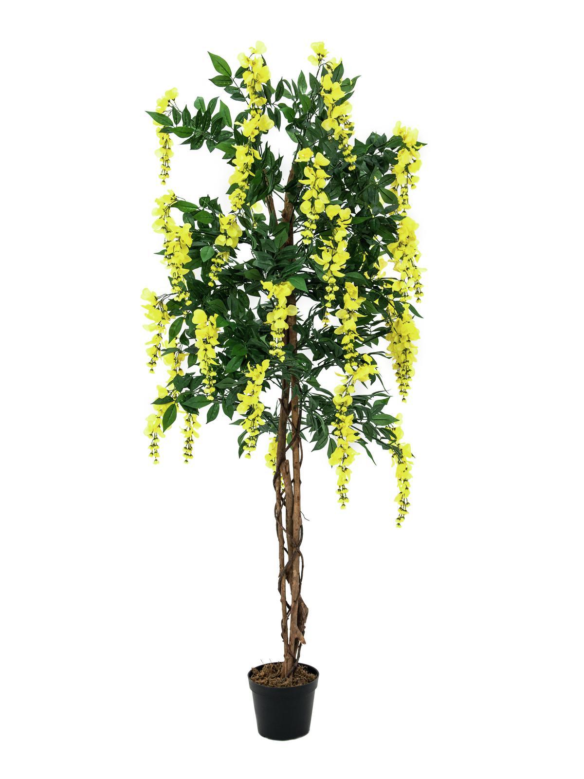 Vistárie strom - přírodní kmen, žlutá, 150cm