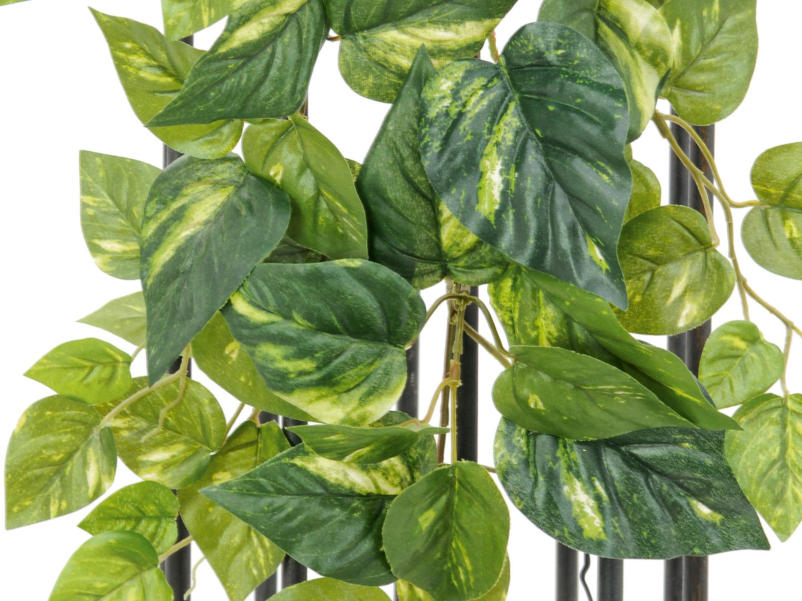 Popínavý Pothos 100 listů, 90cm