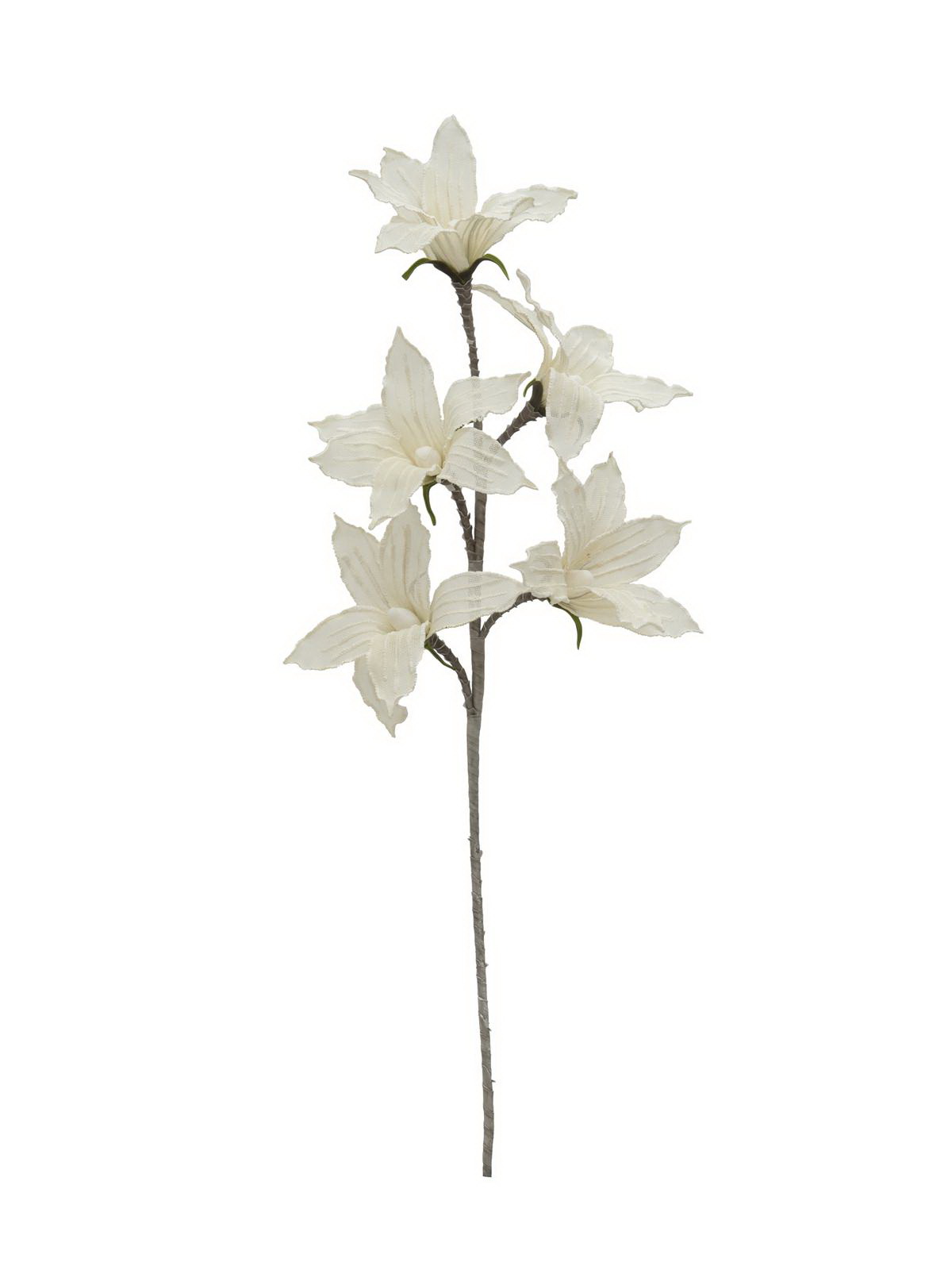 Clemantis (Plamenek), 100 cm