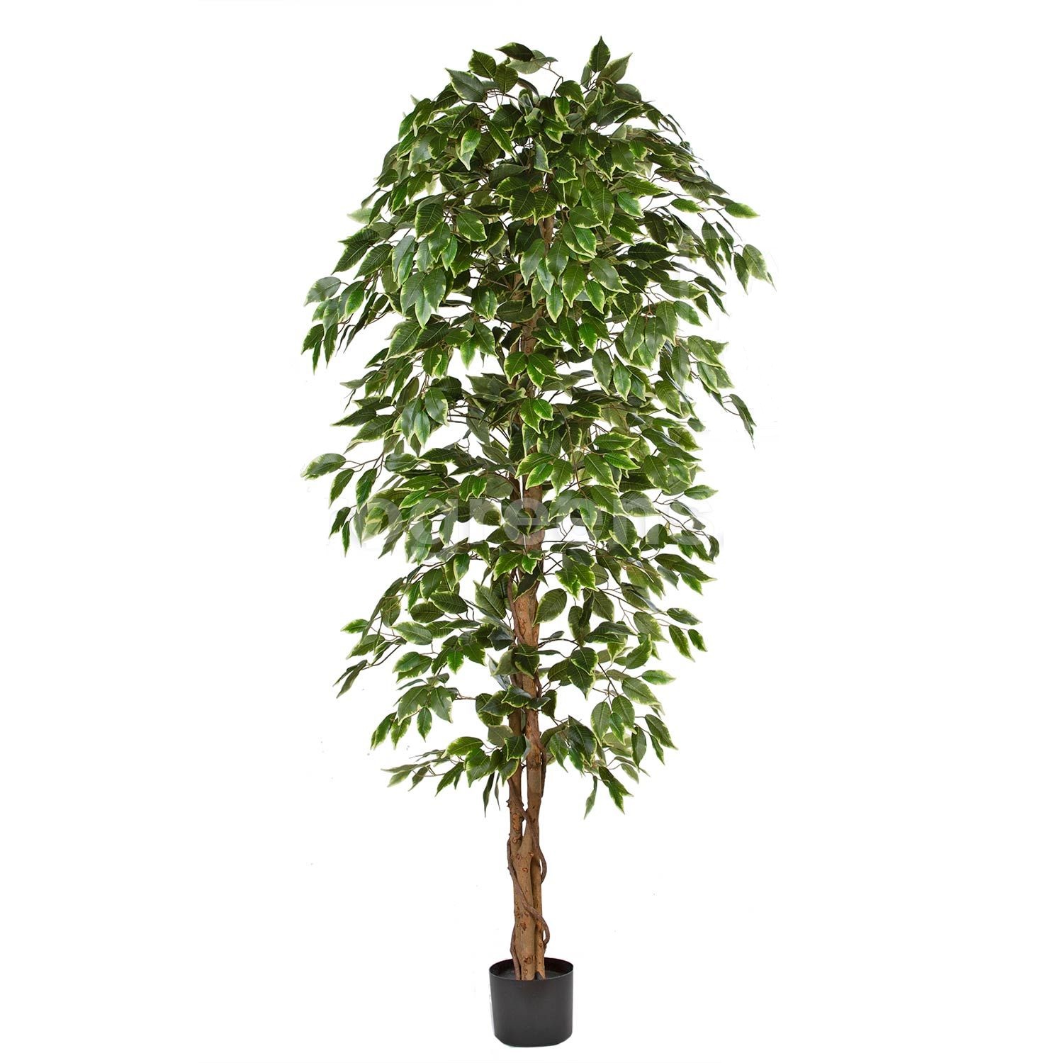 Fikus panašovaný - přírodní kmeny, 180cm