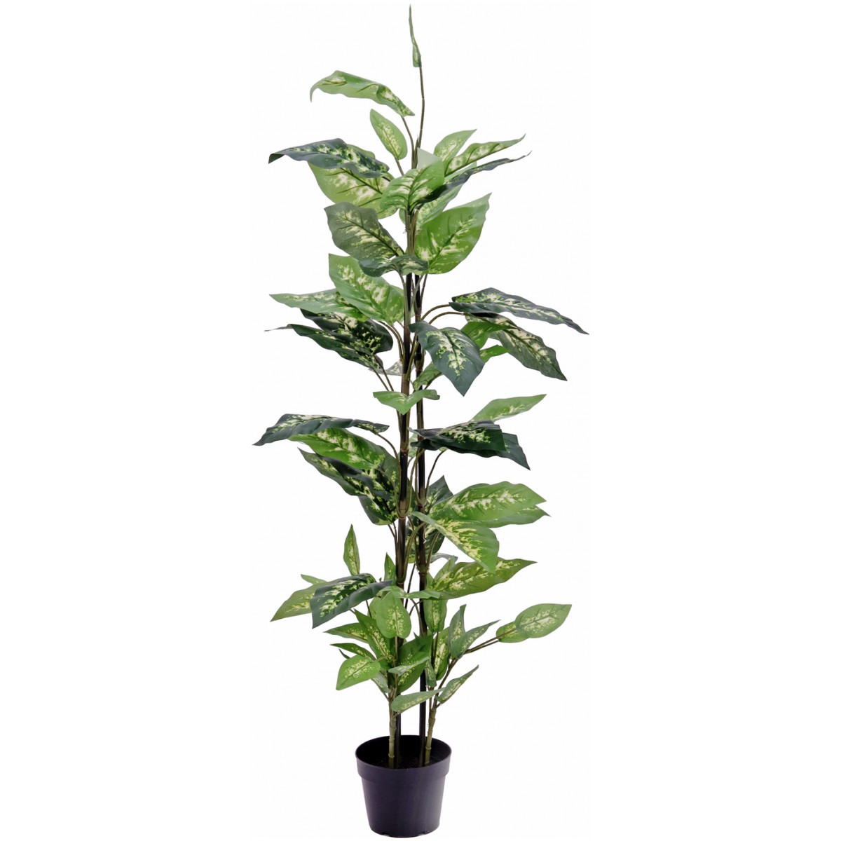 Dieffenbachia trojitá, 120cm