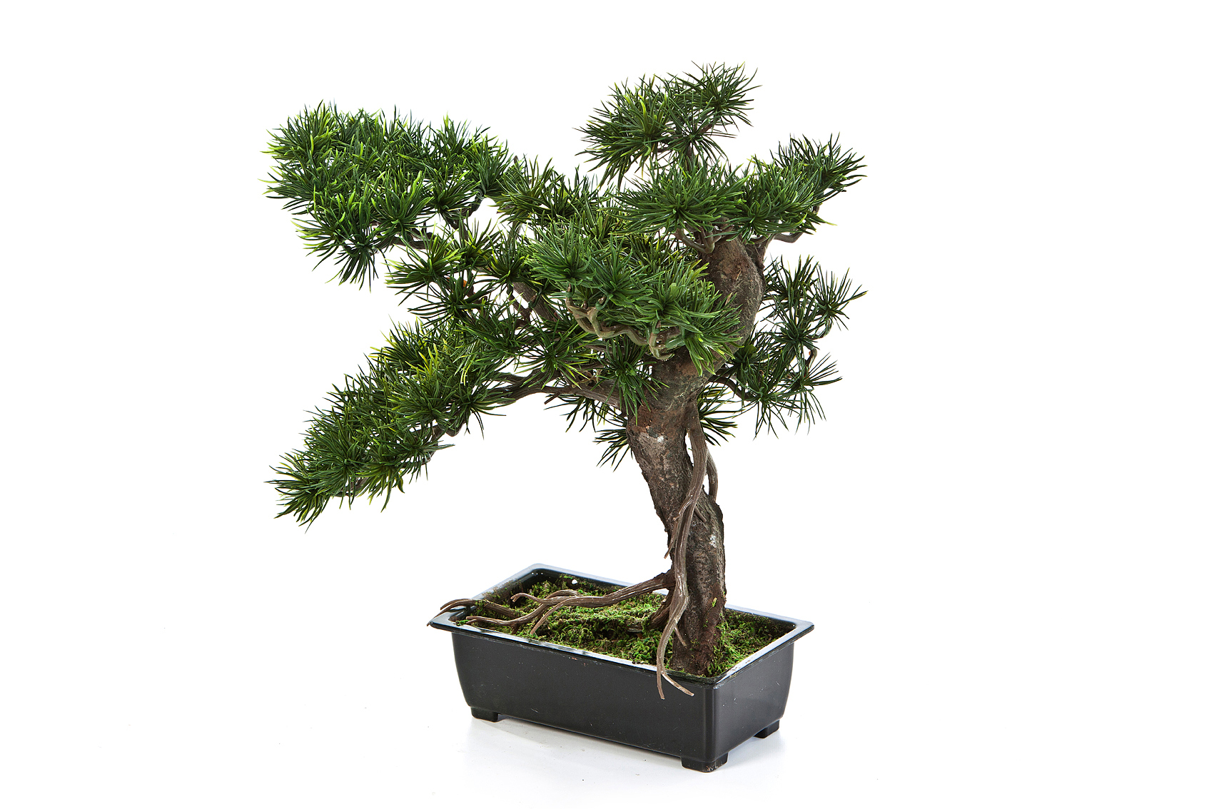 Bonsai borovice pínie v květináči, 38 cm