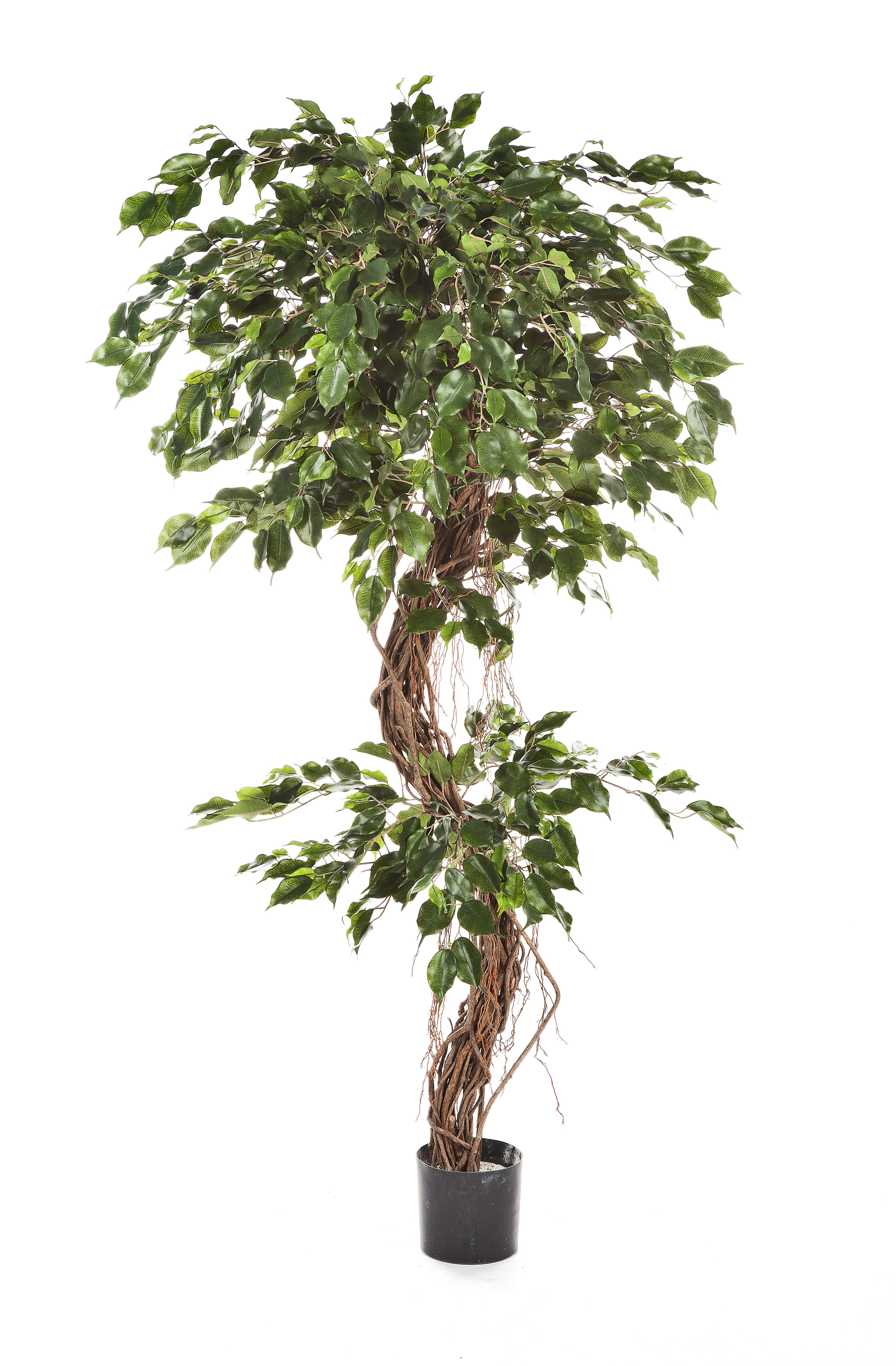 Fíkus - spirálový přírodní kmen deluxe, 180cm