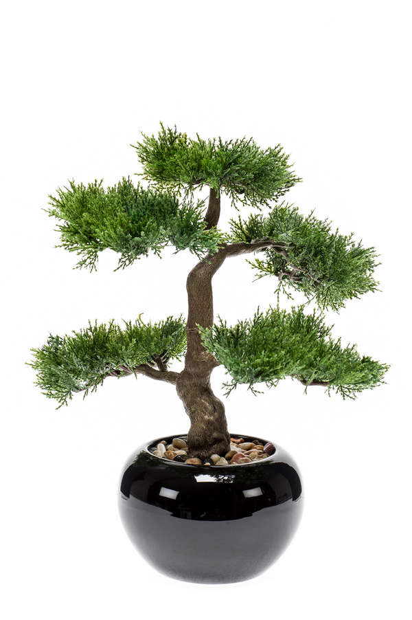Bonsai Cedr v květináči, 34cm