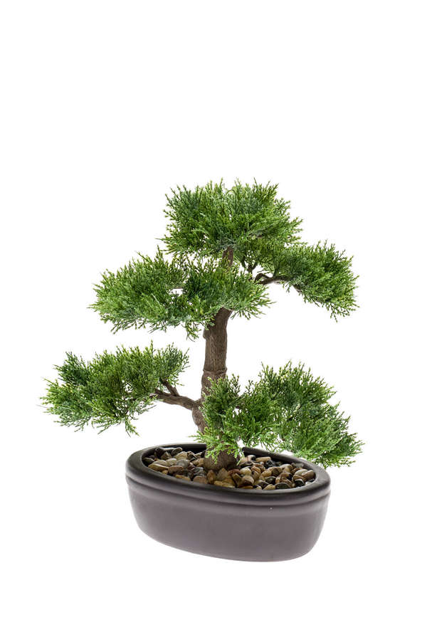Bonsai Cedr v květináči, 32cm