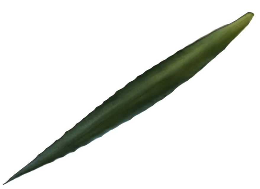 Aloe kaktus list obří, 82cm, 12ks