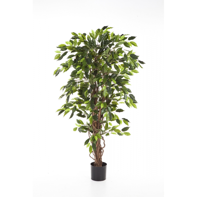 Fíkus - lianový přírodní kmen deluxe, 150cm