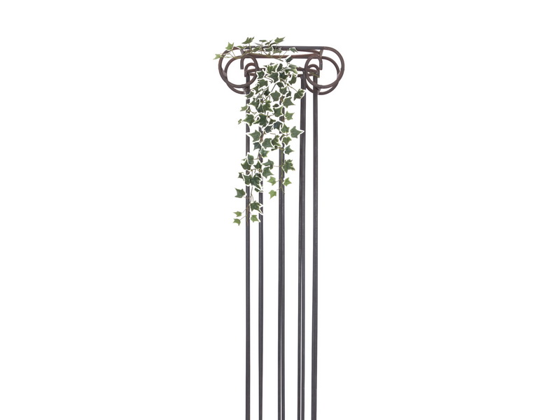 Holandský břečťan panašovaný, 70cm