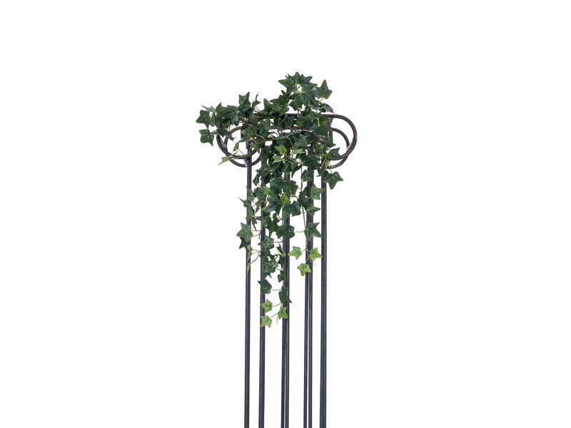 Holandský břečťan zelený, 60cm