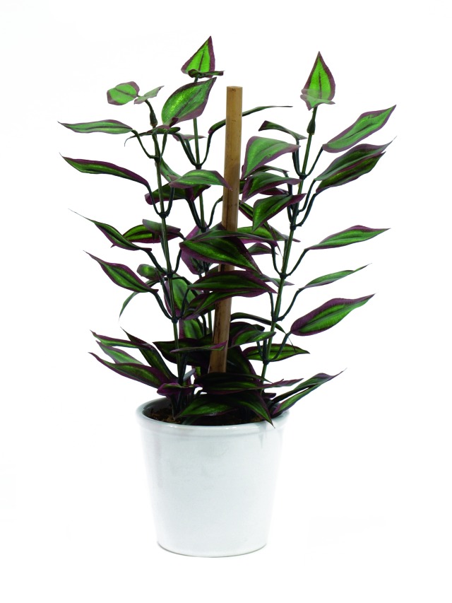 Duneleaf v květináči 30cm