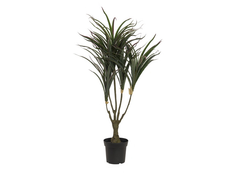 Dracena zeleno-červené listy, 90cm