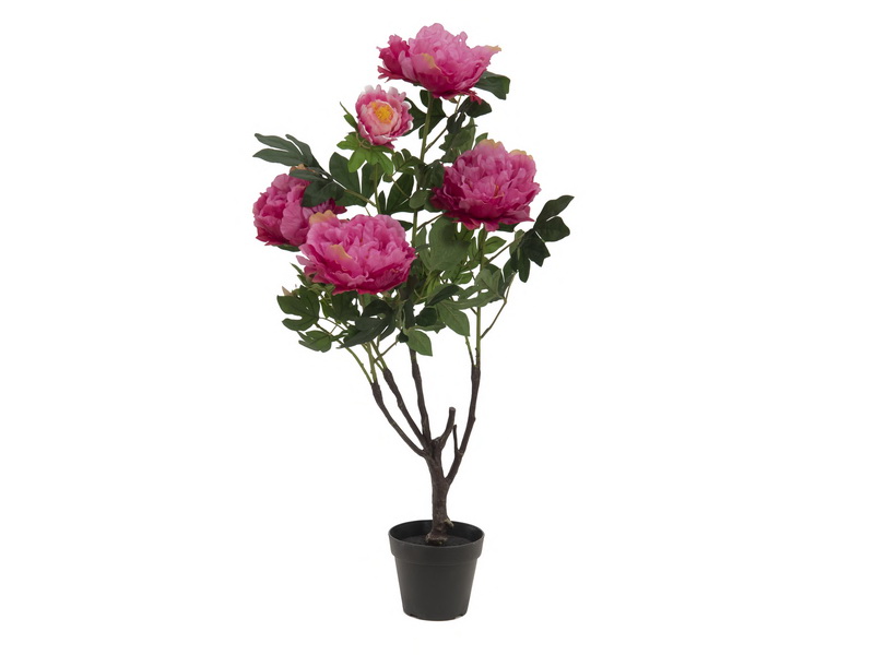 Keř růžových pivoněk, 90cm