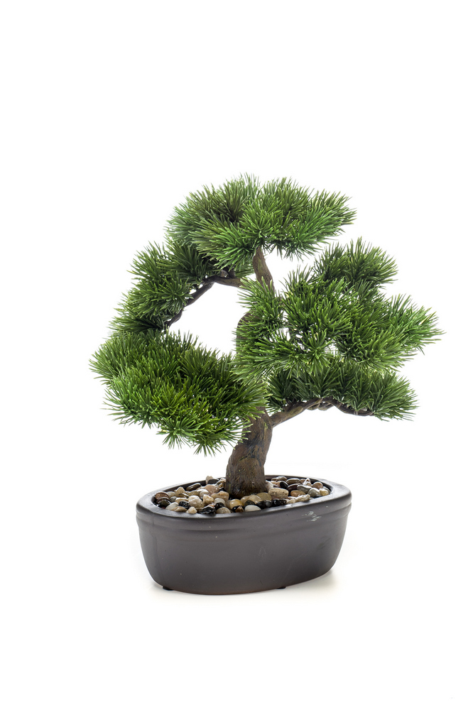 Bonsai Borovice v květináči, 32cm