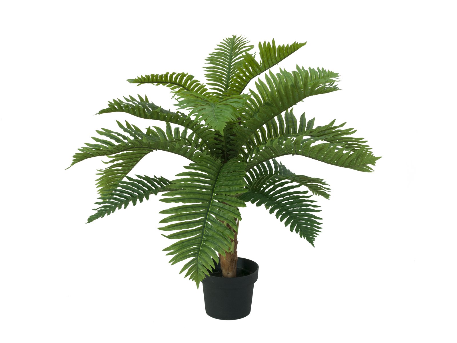 Cycas palma, 70cm