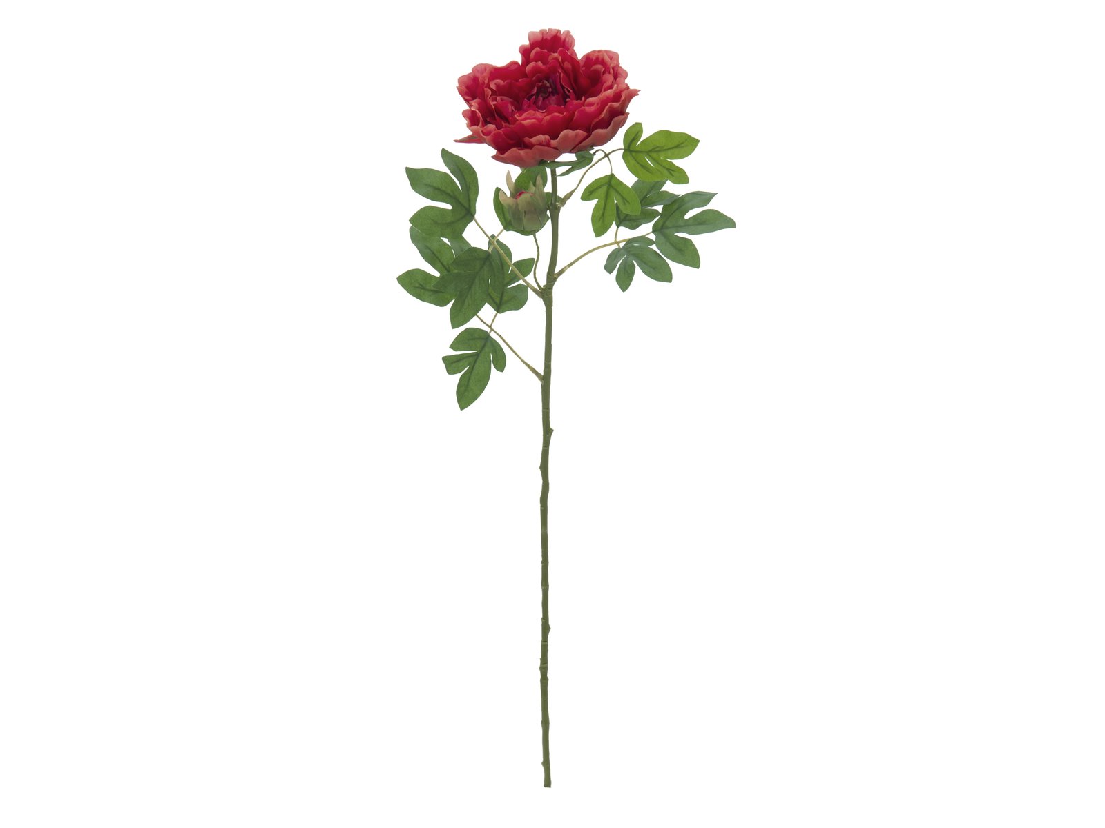Pelargonie červená deluxe, 80 cm