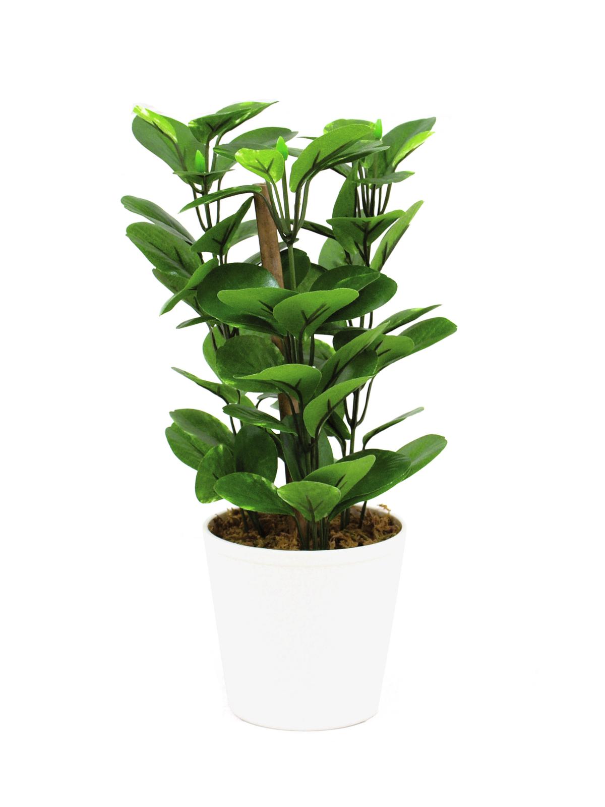 Zelený list v pevném květináči, 30 cm
