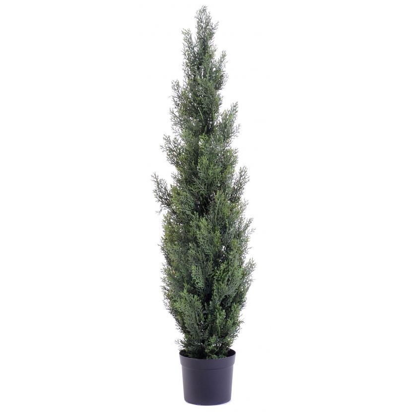 Cypřiš tmavý v květináči, 125cm