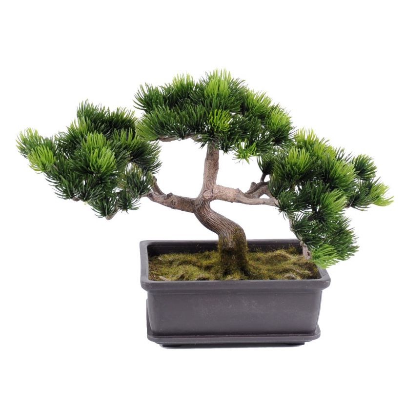 Borovice bonsai, 22cm