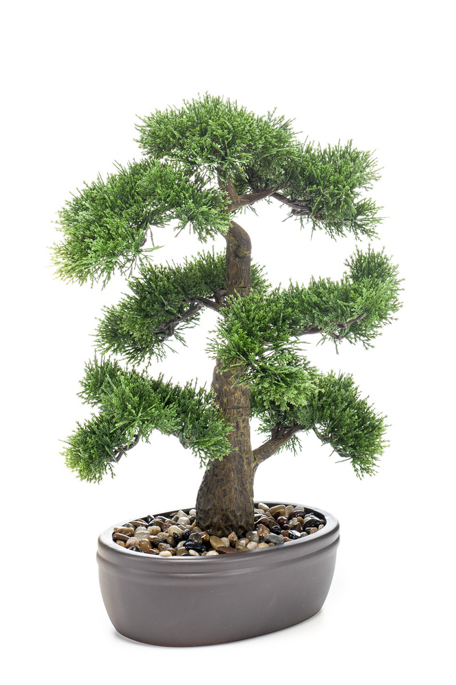 Bonsai Cedr v květináči, 45cm