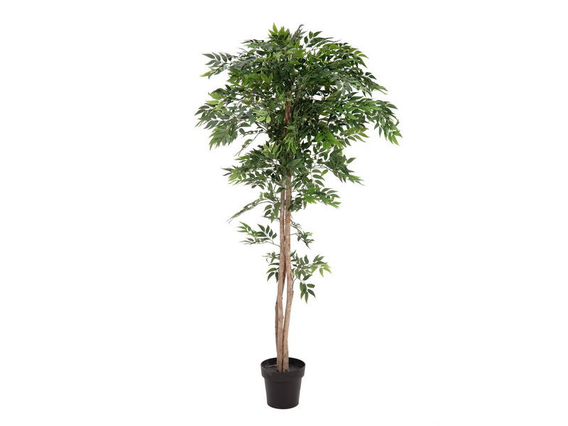 Fíkus longifolia, přírodní kmeny, 165cm