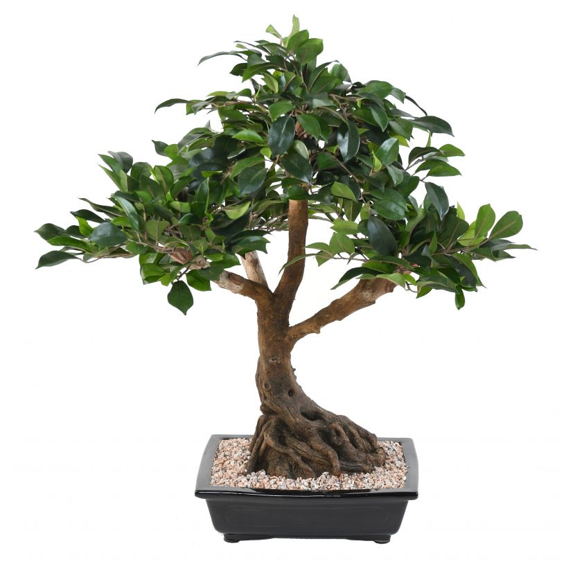 Bonsai Ficus folia v květináči deluxe, 58cm