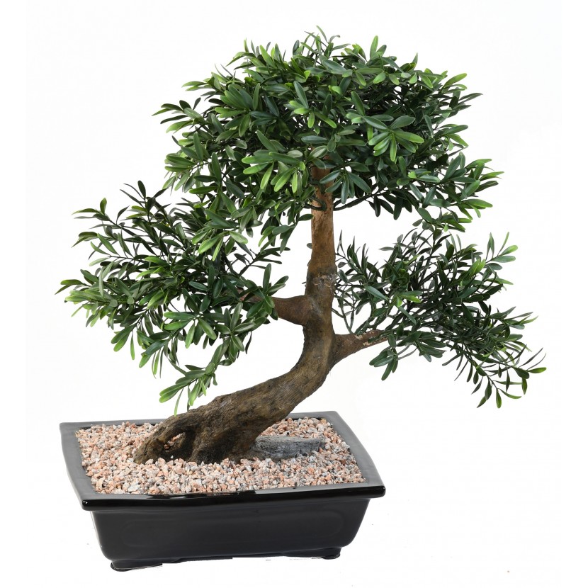 Bonsai Černá vrba v květináči deluxe, 50cm
