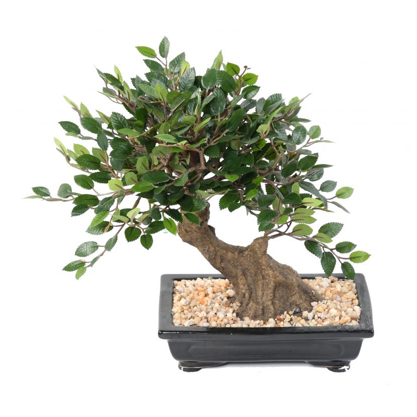 Bonsai Jilm v květináči deluxe, 30cm