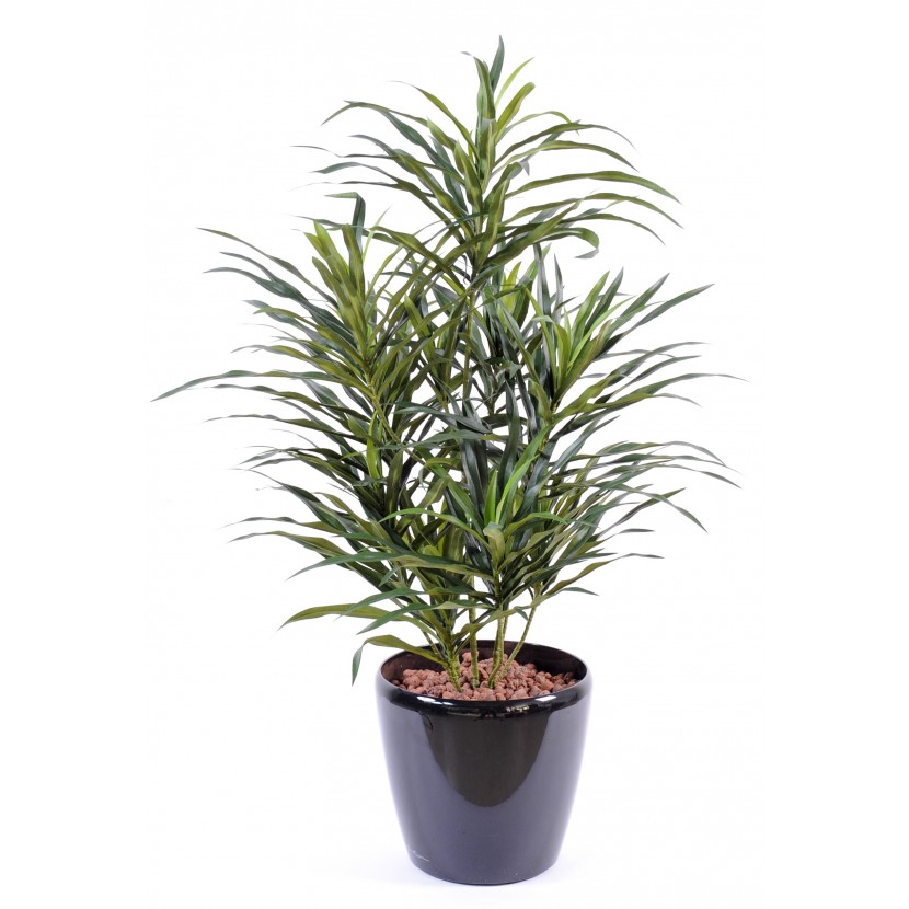 Dracena palma Anita, 75cm