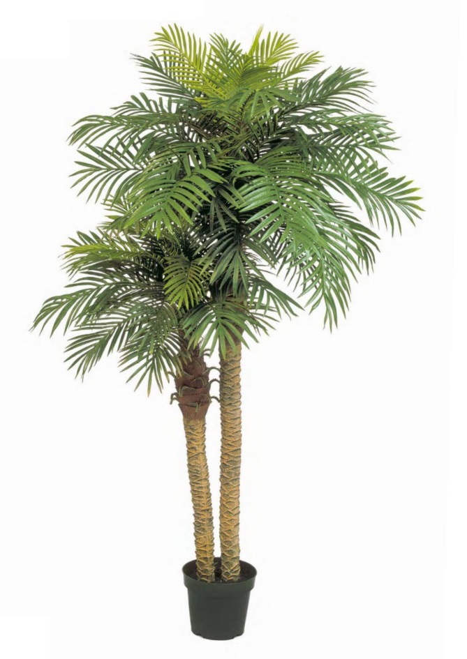 Palma Phoenix dvojitá, 190cm