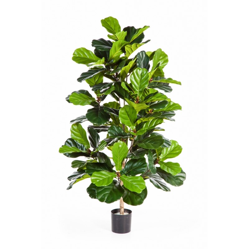 Fíkus Lyrata deluxe, 130cm