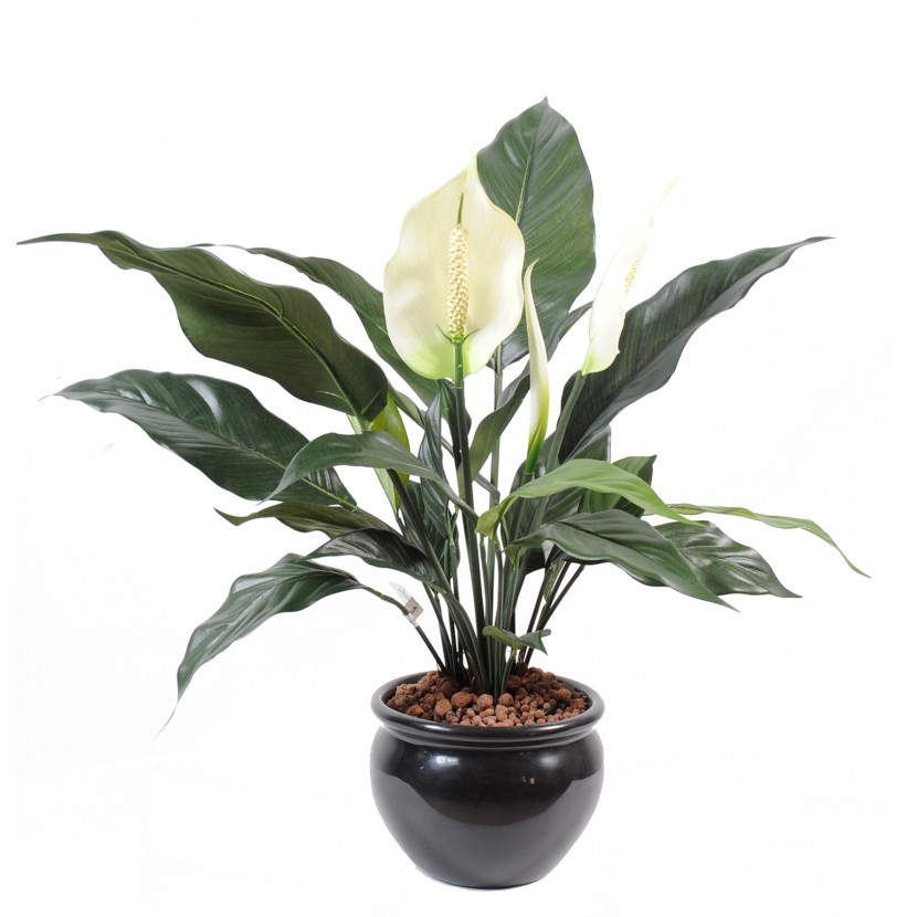 Spathiphyllum - Lopatkovec deluxe, 53cm