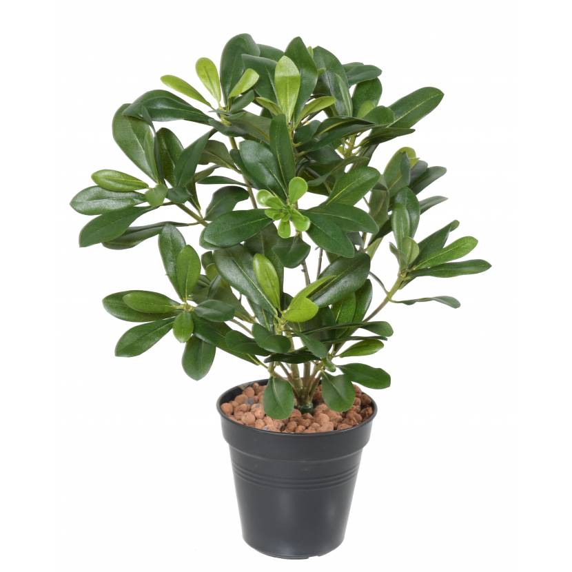 Pittosporum bez květináče, 38cm