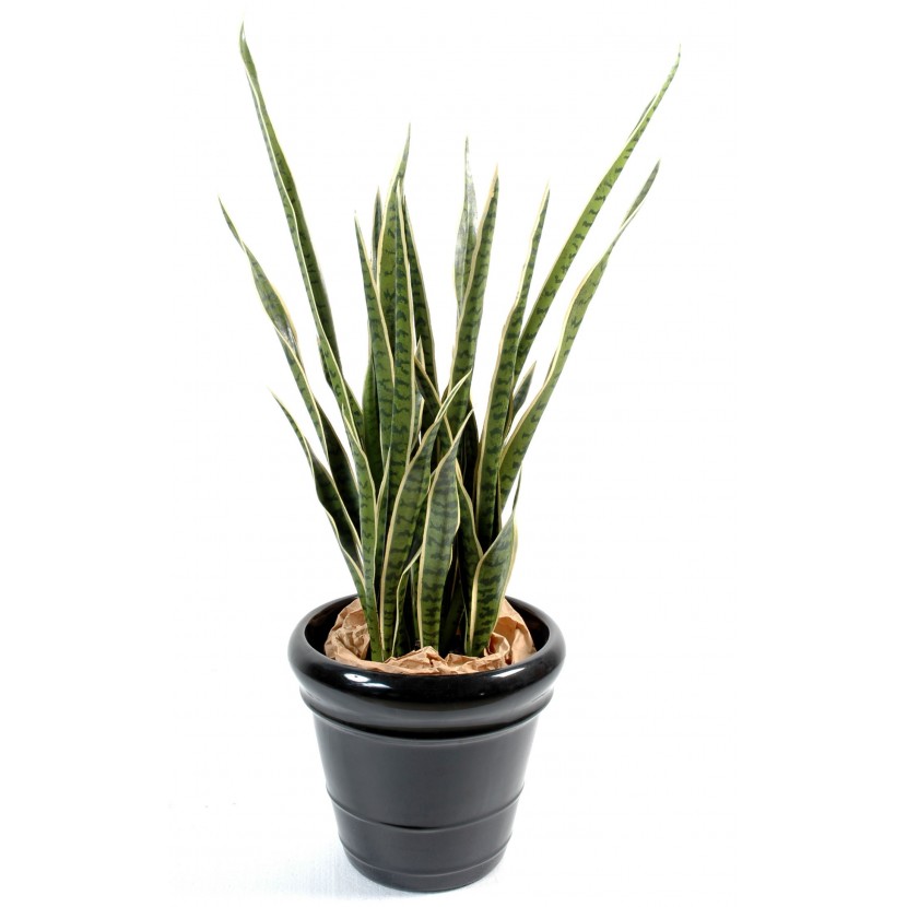 Sansevieria deluxe v květináči, zeleno-žlutá 110cm