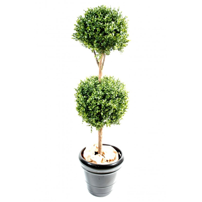 Zimostráz - Buxus dvojitý na kmínku, 140cm 