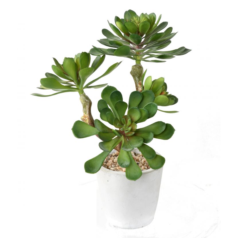 Sukulent v květináči, 30cm