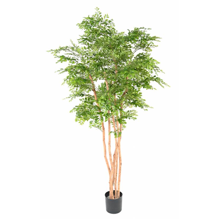 Akácie strom, 210cm