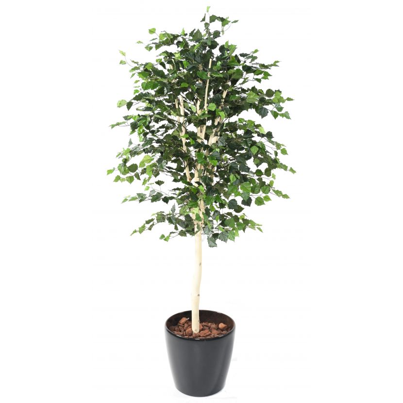 Bříza deluxe , 170cm