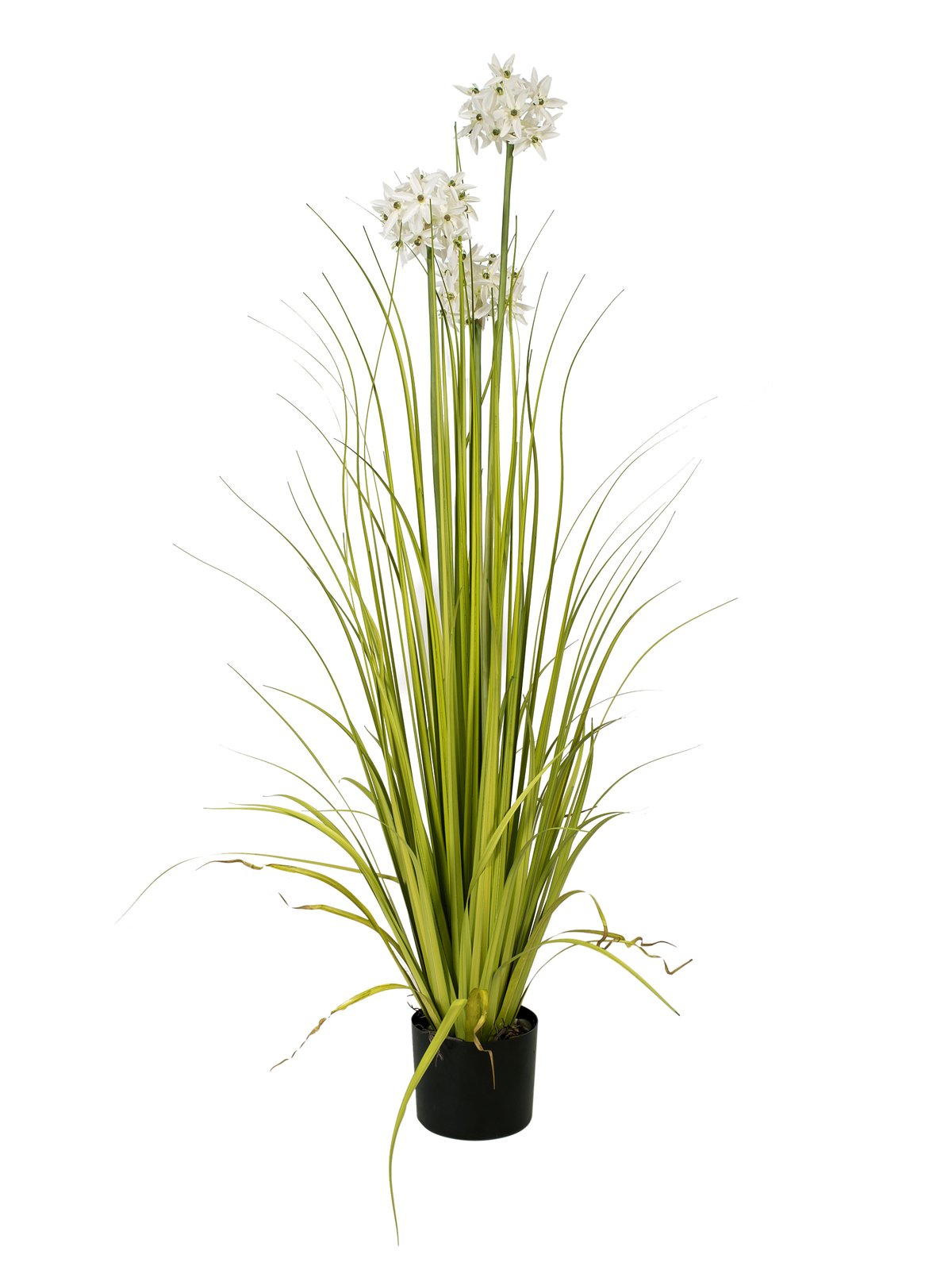 Allium tráva bílá, 120cm