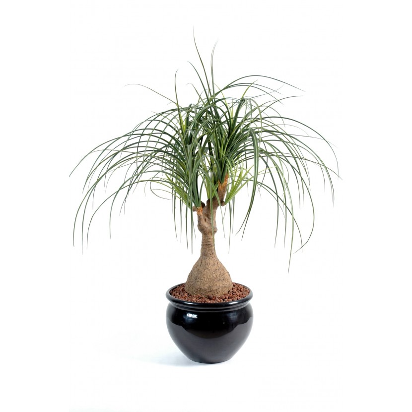 Beaucarnea palma - sloní noha deluxe, 75cm
