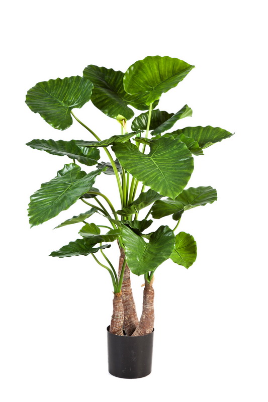 Alacasia deluxe, 120cm