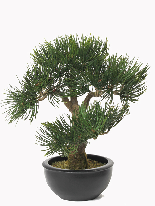 Bonsai borovice v květináči, 33cm