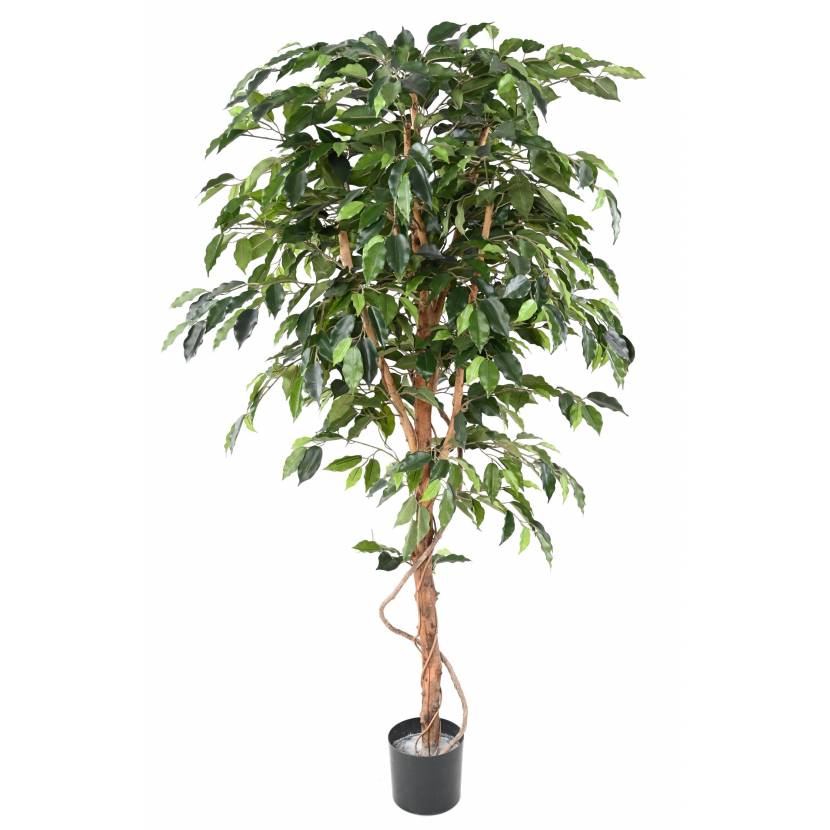 Fikus přírodní kmen, 120cm